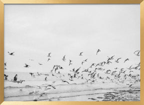 Seagulls - Coastal black and white Poster