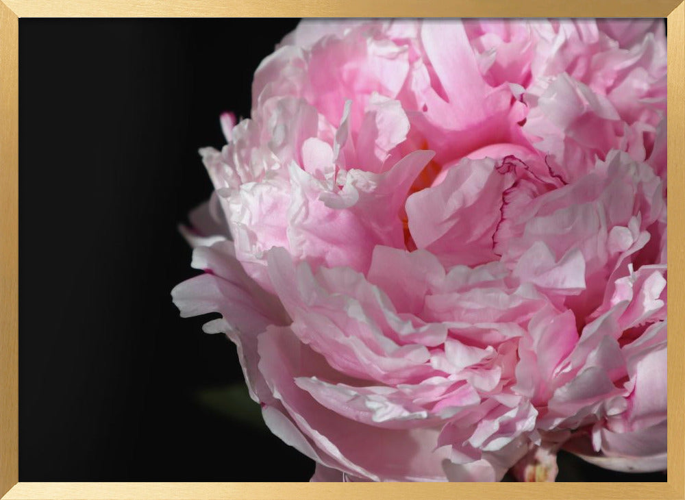 Pink peony IV Poster