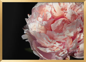 Blush peony IV Poster