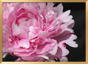 Pink peony VI Poster