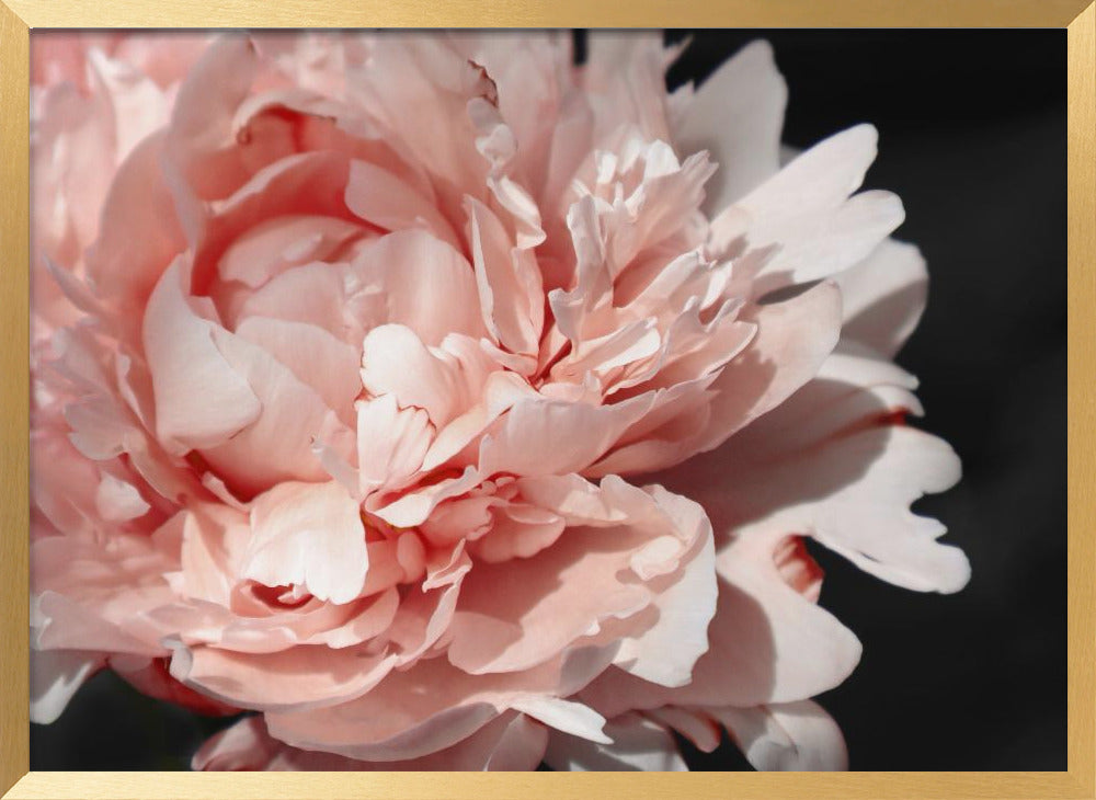 Blush peony VI Poster