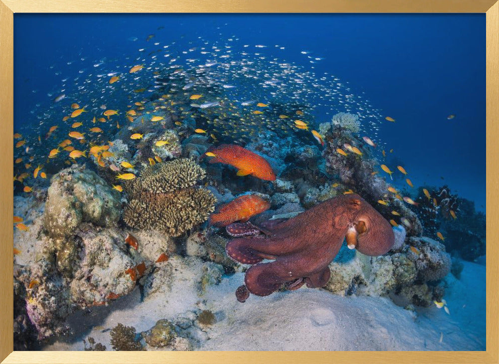 Octopuses and groupers Poster