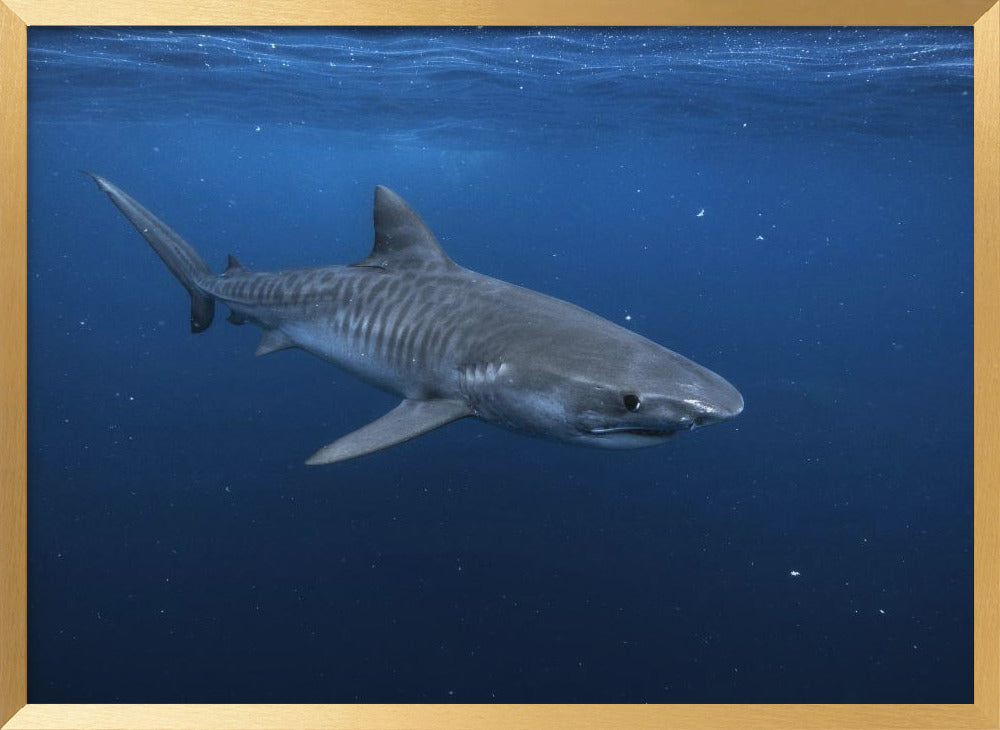 Tiger shark Poster
