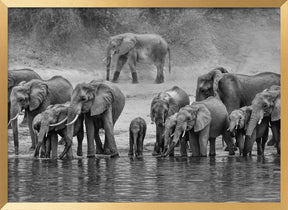 Elephant Family Poster