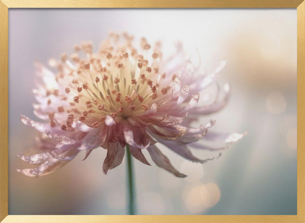 Gentle Pink Flower Poster