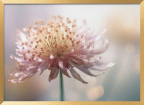 Gentle Pink Flower Poster