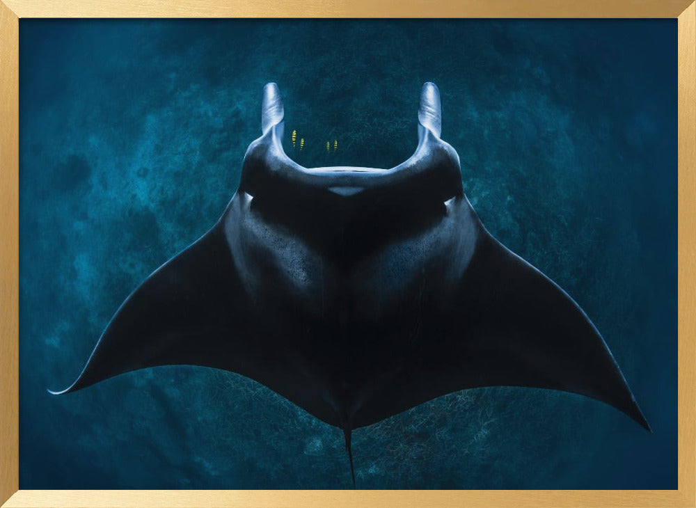 Mobula alfredi Poster