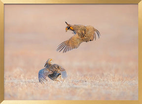 Greater Prairie Chicken Poster