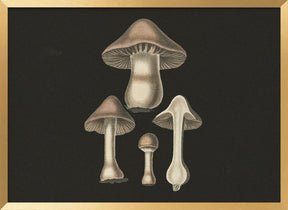 Agaricus Bulbosus  Dark Background Poster