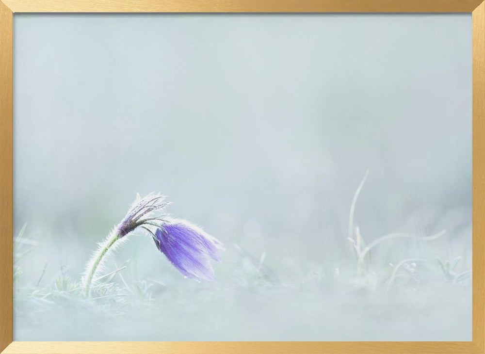 Close-up of purple flower on field Poster