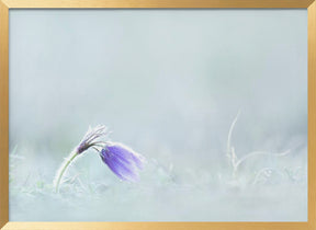 Close-up of purple flower on field Poster