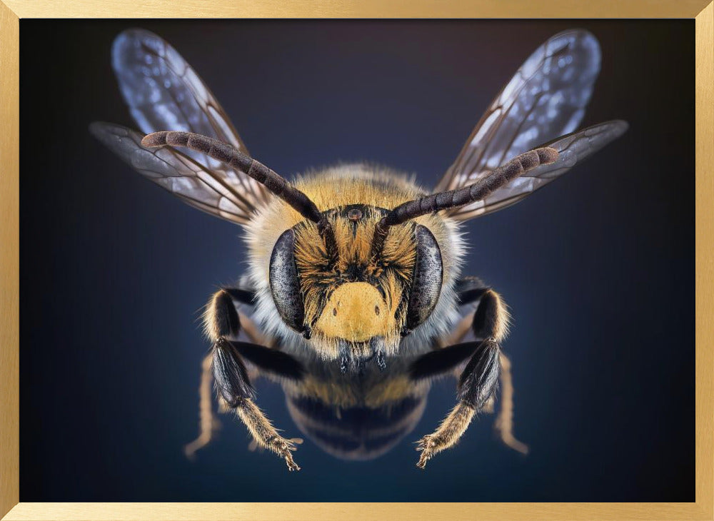 WildBee Poster