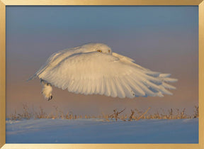 Snowy Owl Poster