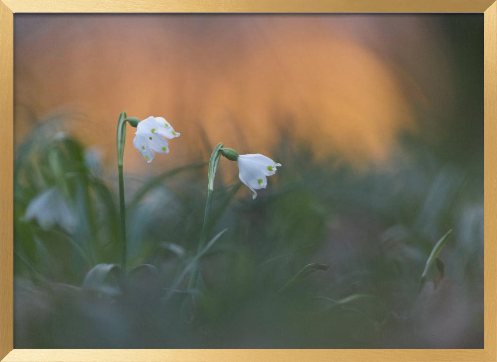 Close-up of white snowflake on field, sunset Poster