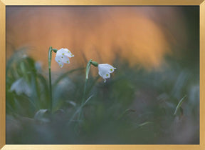 Close-up of white snowflake on field, sunset Poster