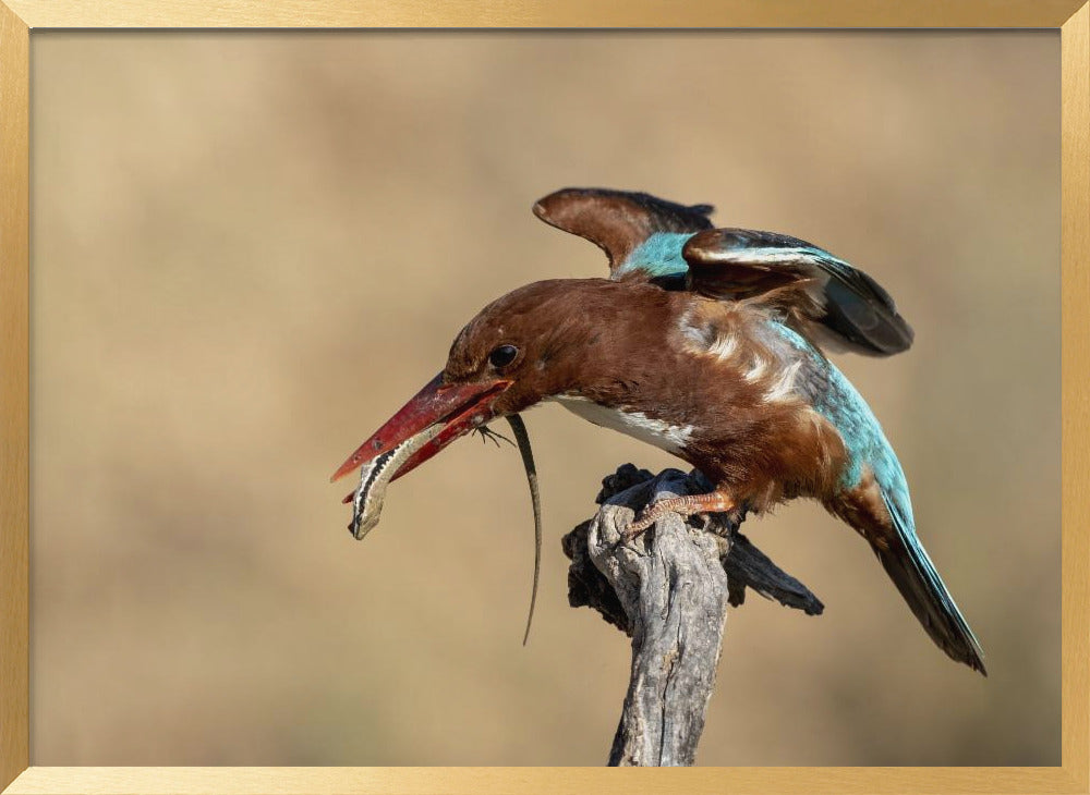 Kingfisher Poster