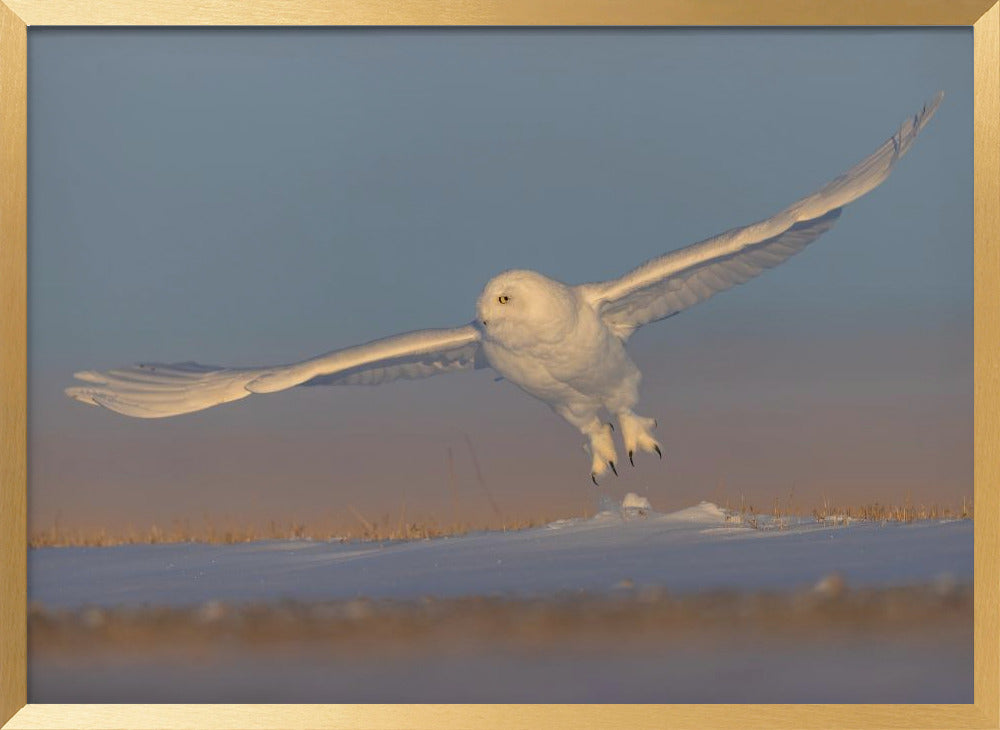 Snowy Owl Poster