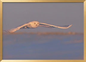 Snowy Owl Poster