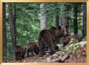 bear family Poster