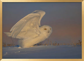 Snowy Owl Taking Off Poster