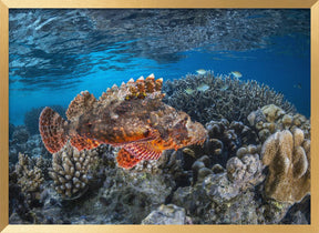 Tassled scorpionfish Poster