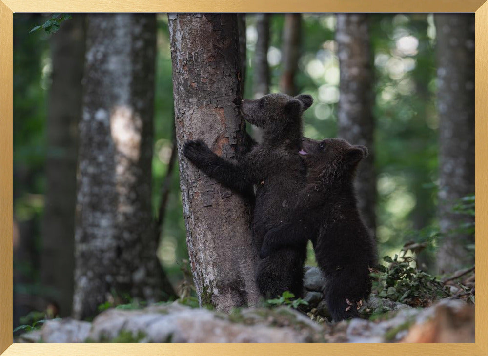 playing bear cubs 1 Poster