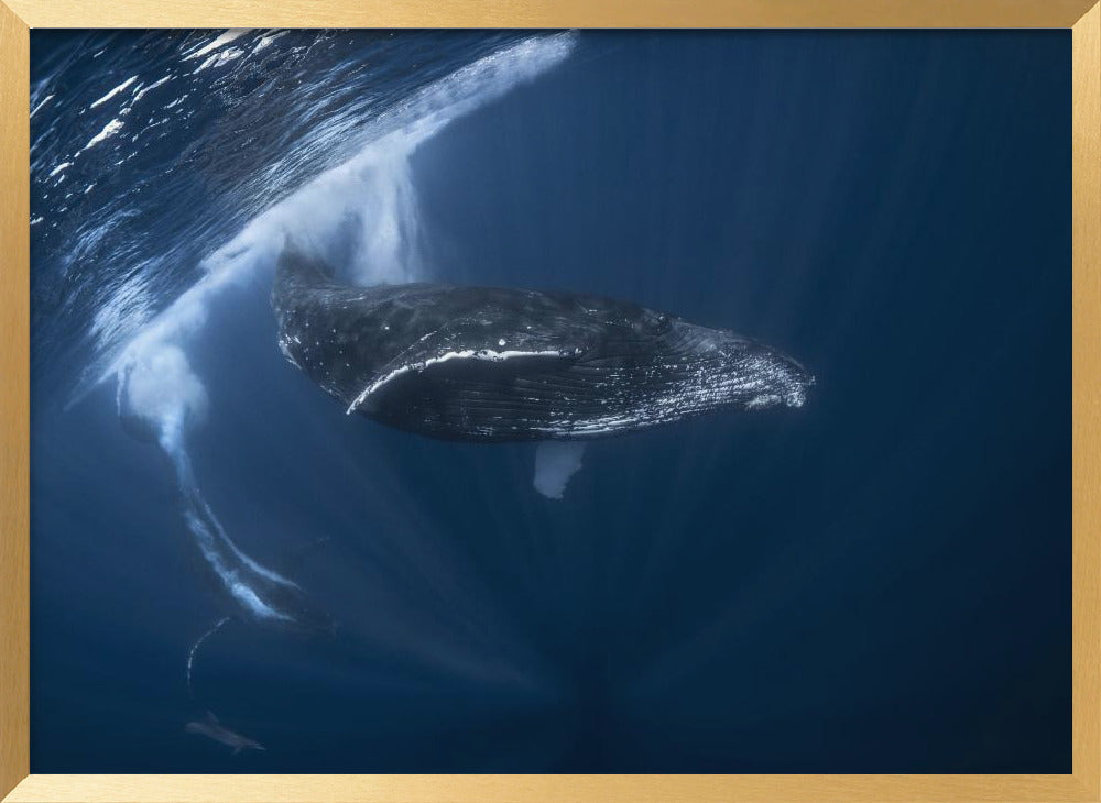 Humpback whale in active group Poster