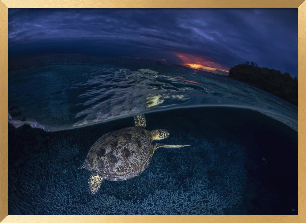 Green turtle at sunset Poster