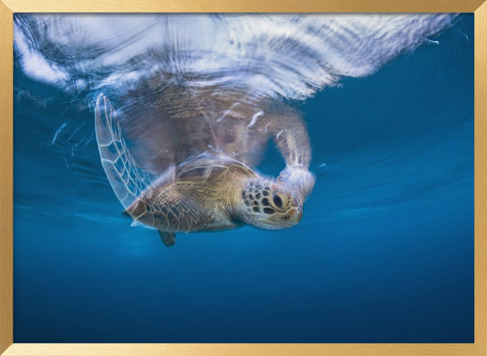 Swimming Green Turtle Poster