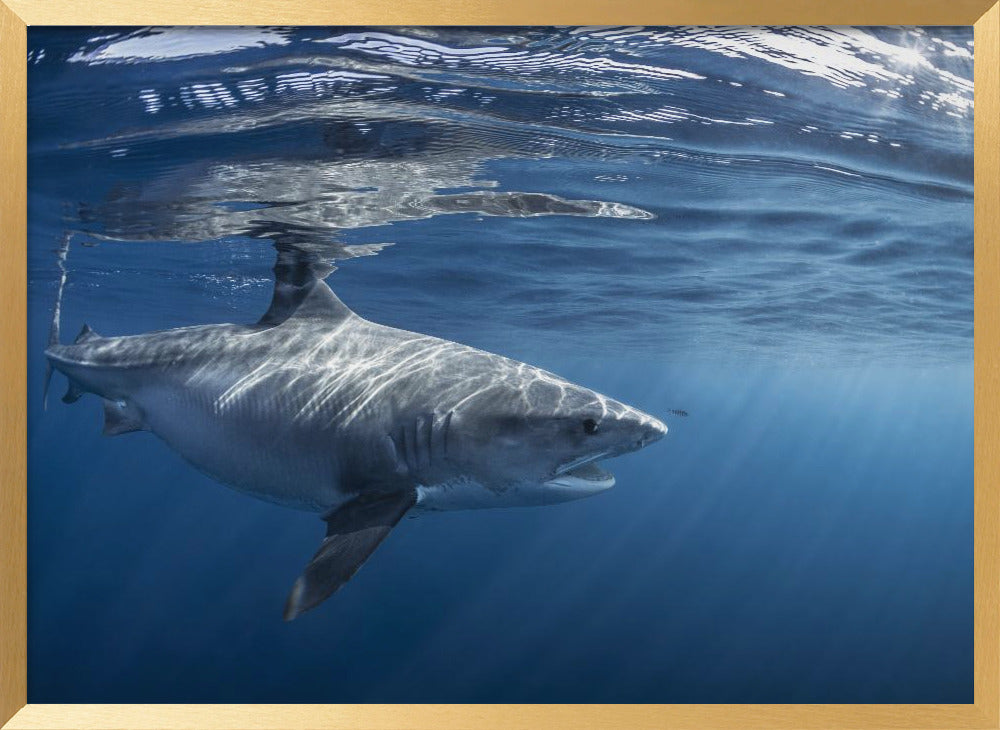 Encounter with a big tiger shark Poster