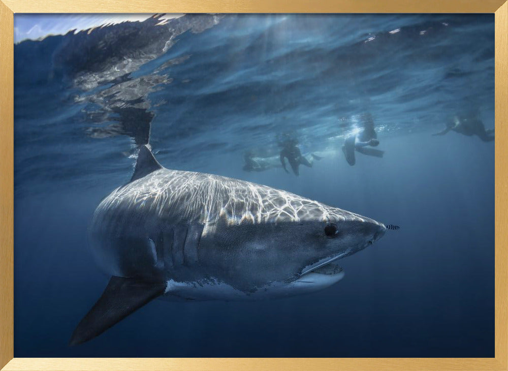 A Tiger shark is looking at me Poster