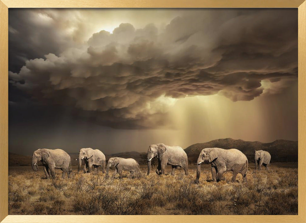 FreeElephants Poster