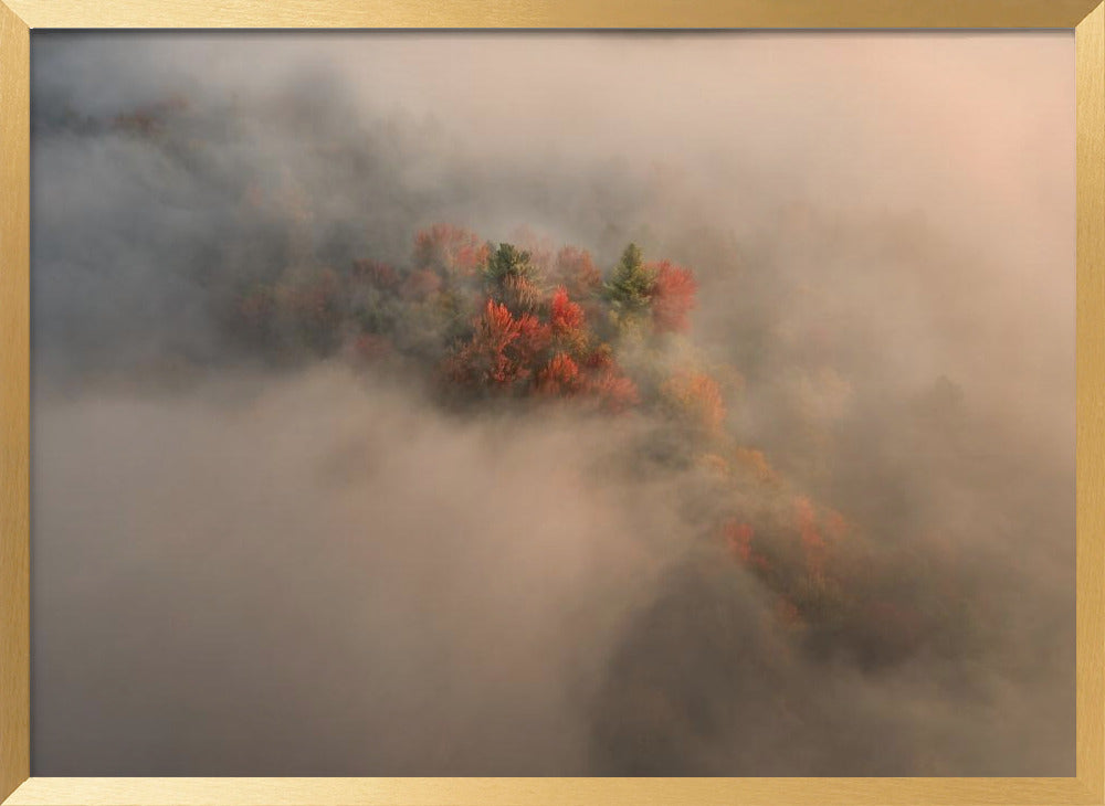 Foliage in the Fog Poster