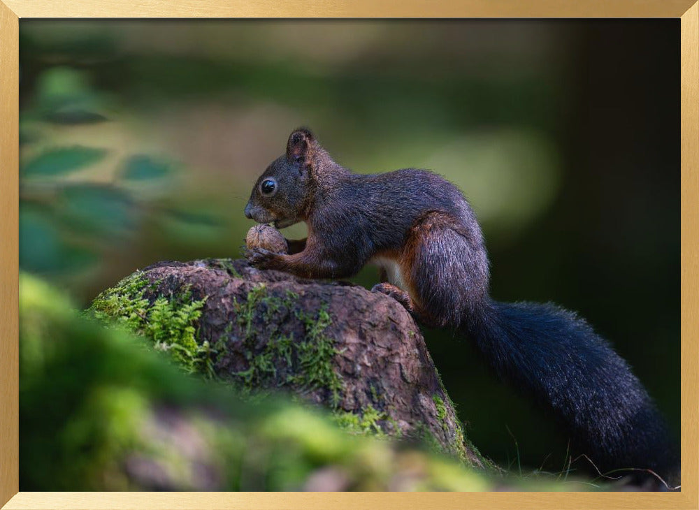 Squirrel with nut Poster