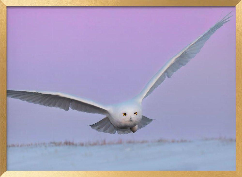 Snowy Owl in Flignt Poster