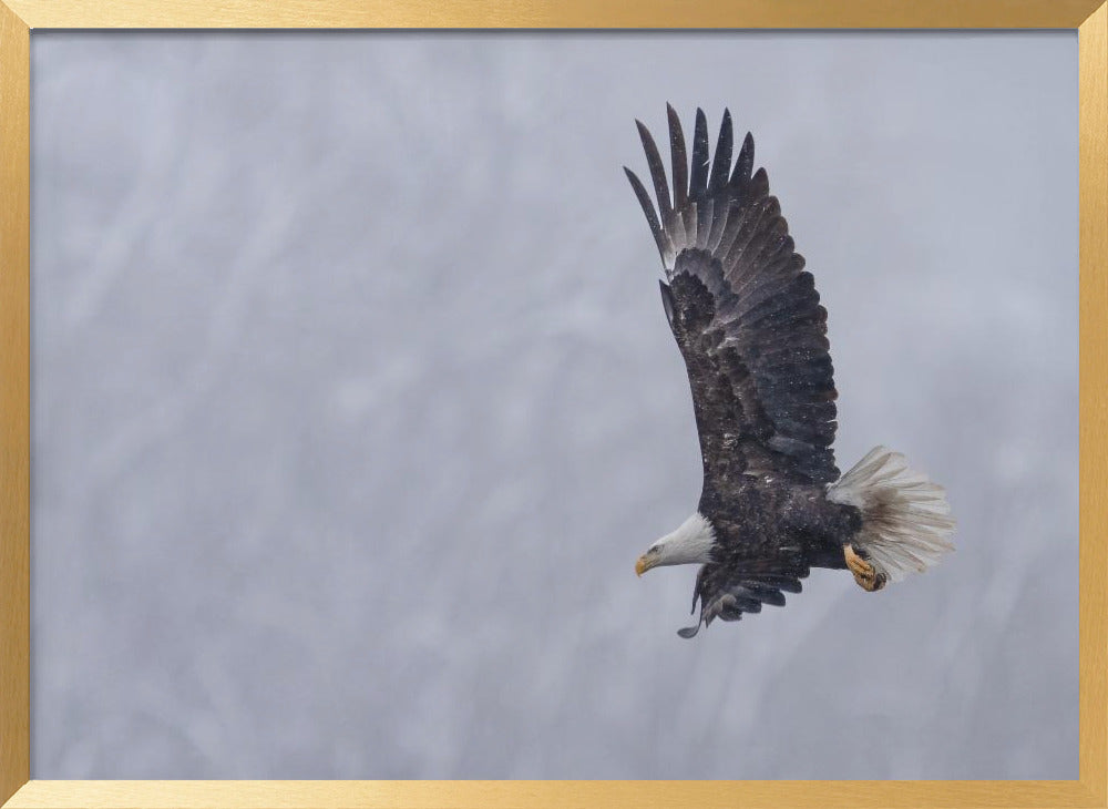 Bald Eagle in the Snow Poster