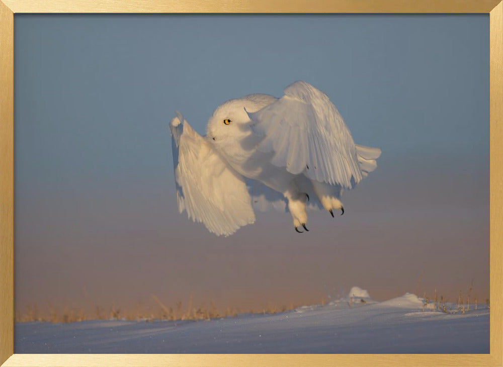 Snowy Owl Poster