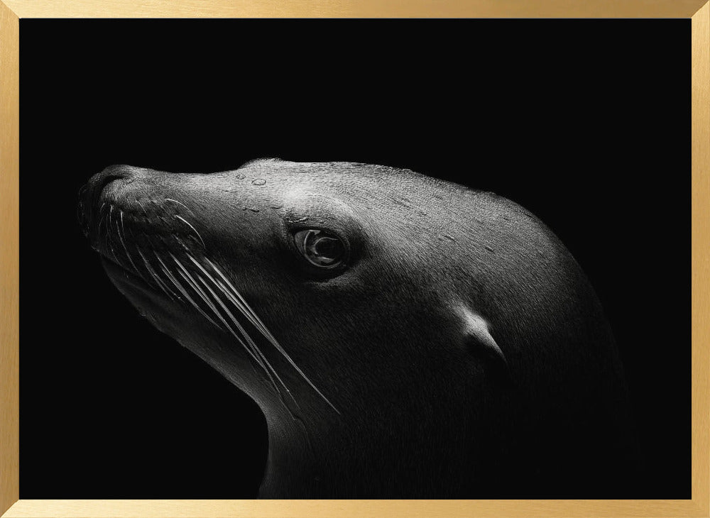 Sea Lion Poster