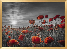 Poppies in the sunset | colorkey Poster