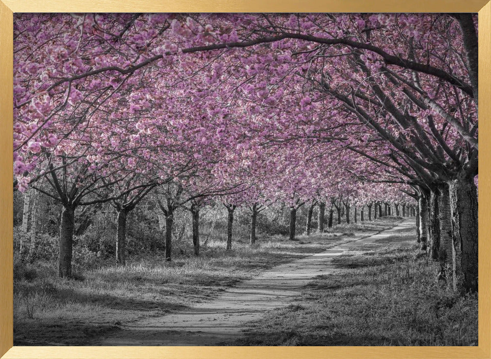 Charming cherry blossom alley in pink Poster