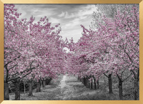 Charming cherry blossom alley Poster