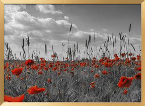 Field of poppies in colorkey Poster