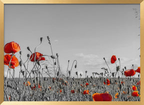 Lovely Poppy Field | panoramic view Poster