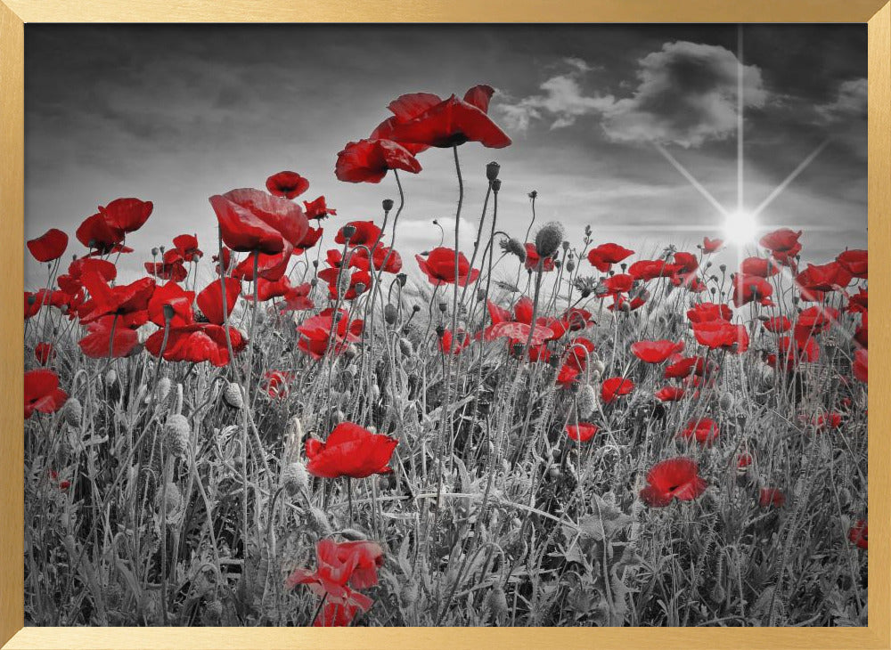 Idyllic Field of Poppies with Sun Poster