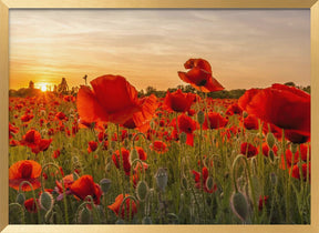 Setting sun in field of poppies | Panoramic Poster