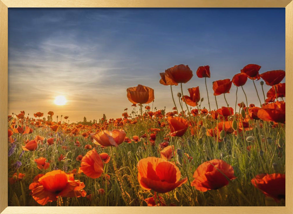 Poppies in the sunset Poster