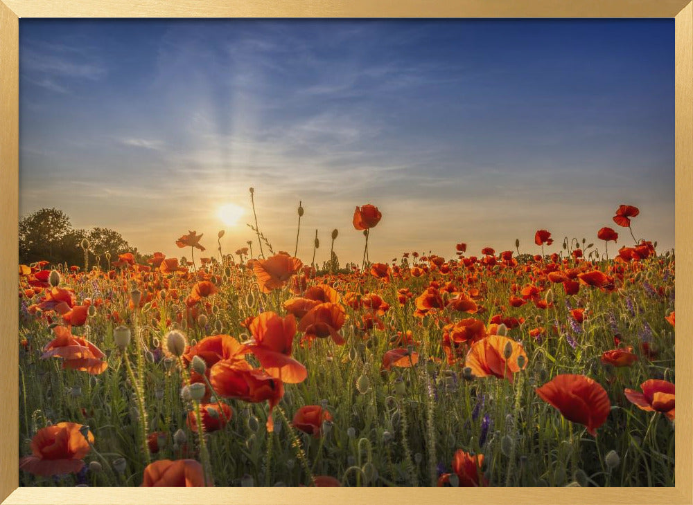 Poppy idyll in sunset Poster