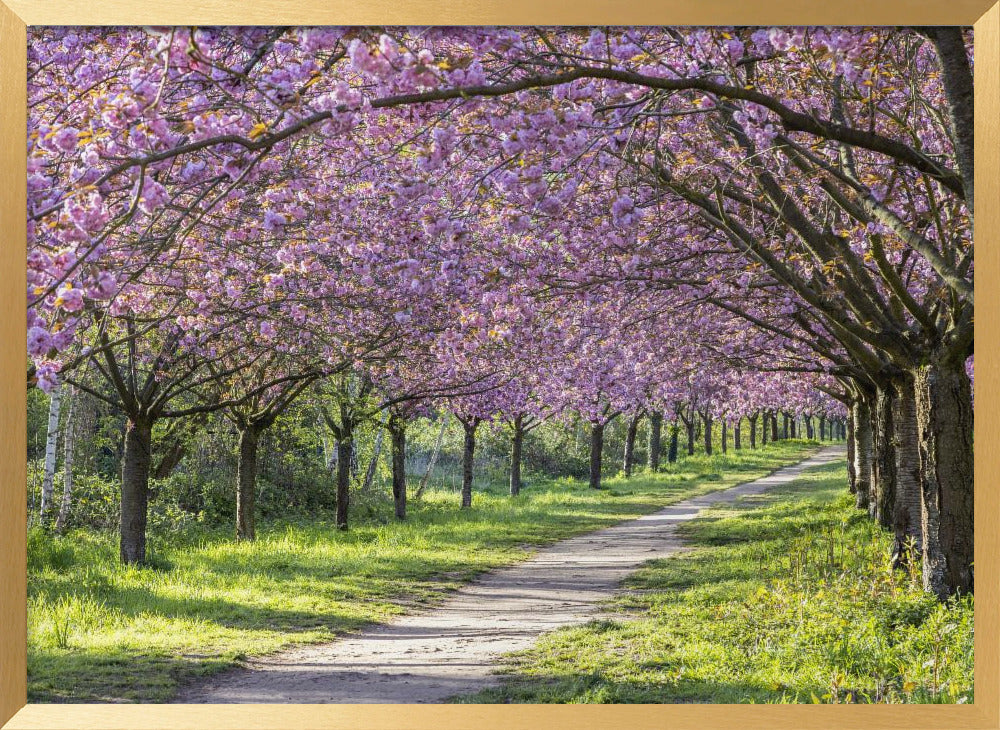 Idyllic cherry blossom alley Poster