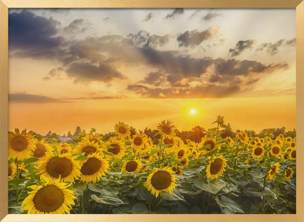 Sunflower field at sunset | Panoramic View Poster