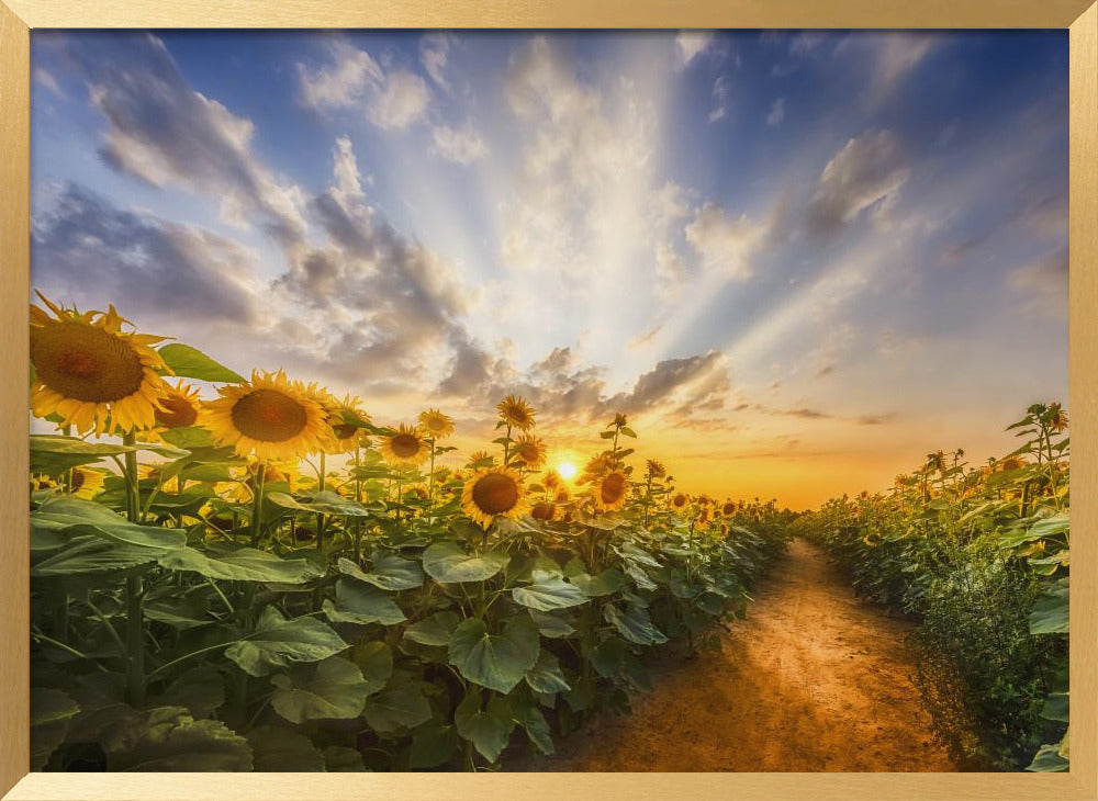 Path through the sunflower field Poster